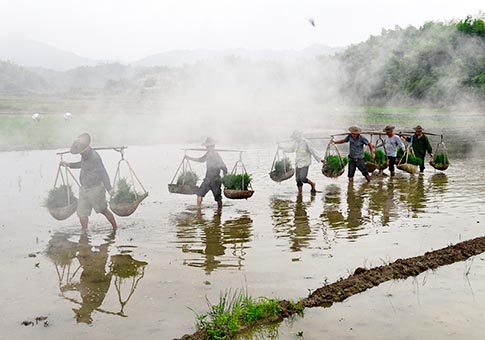 Fujian: Agricultores trabajan en campos de cultivo en Pucheng