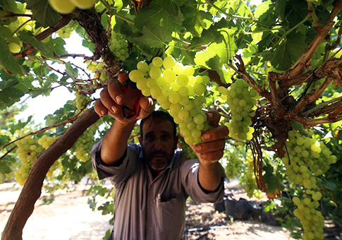Temporada de cosecha de uvas en sur de la Franja de Gaza