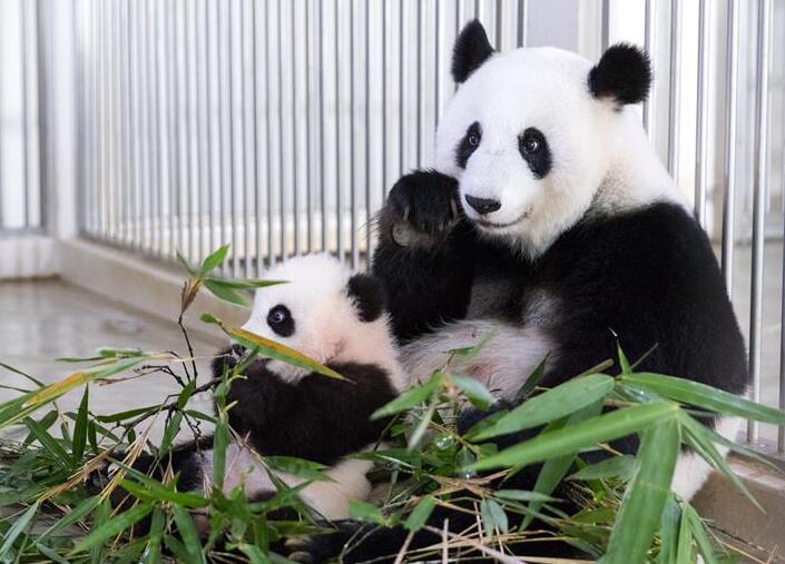 El Centro de Conservación del Panda Gigante en el Zoo Negara