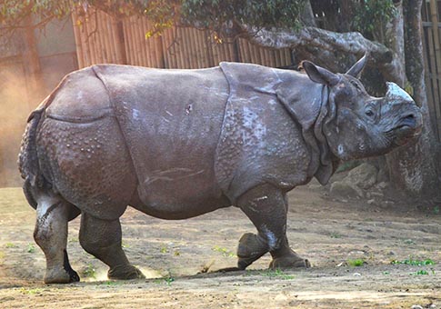 Rinoceronte indio macho en Zoológico Secreto de Batu en Malang, Indonesia