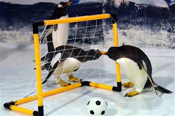 Pingüinos juegan fútbol en el parque zoológico Harbin Polarland