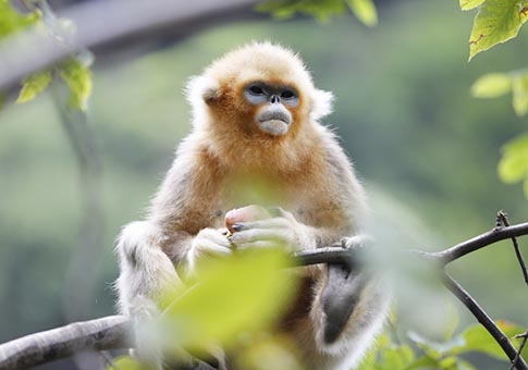 Aumenta cantidad de monos dorados en Gansu