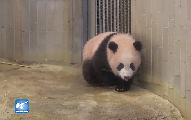 Cachorra de panda gigante Xiang Xiang cumple su primer cumpleaños en el zoológico de Tokio