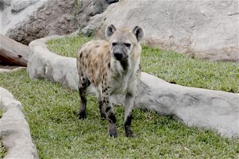 Hiena moteada en el Parque Zoológico Huachipa
