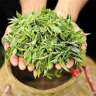 Agricultores recogen hojas de té