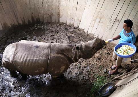 Nepal regalará a China un par de rinocerontes