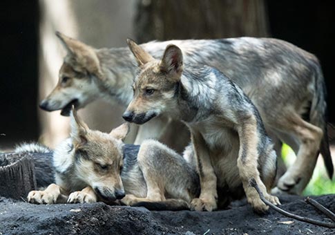 Fotos de crías de lobo mexicano en Zoológico Los Coyotes en la Ciudad de México