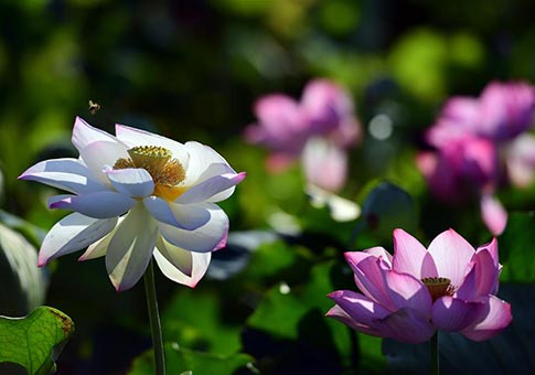 Flores de loto en Anhui