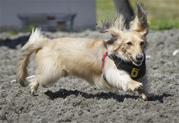 La Carrera anual de Perros Salchicha en Vancouver