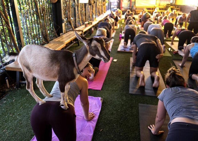 California: Personas participan en una "clase de yoga con cabras"