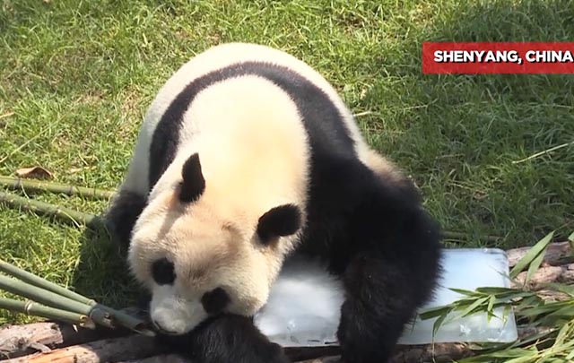 Pandas veranean en China
