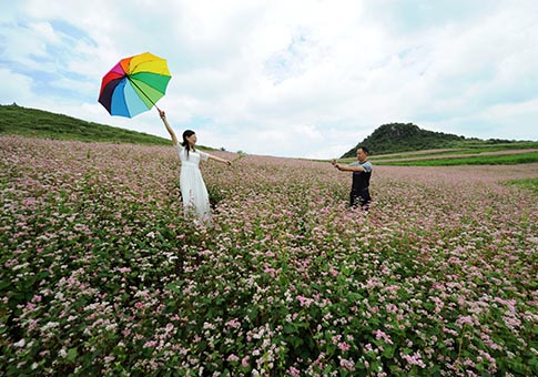 Guizhou: Flores de alforfón en villa de Xiongying