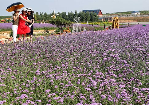 Hebei: Flores de verbena en Qinhuangdao
