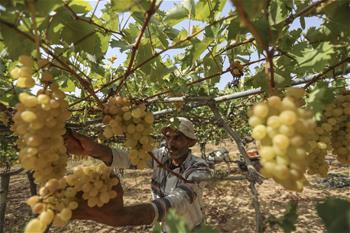 La temporada de cosecha de uvas en Gaza