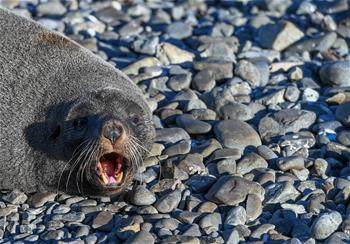 Fotos de los lobos marinos en Nueva Zelanda