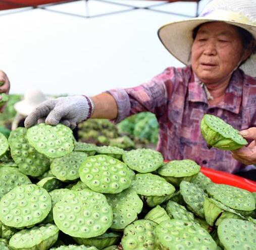 Agricultoras cosechando vainas de semillas de loto en Shandong