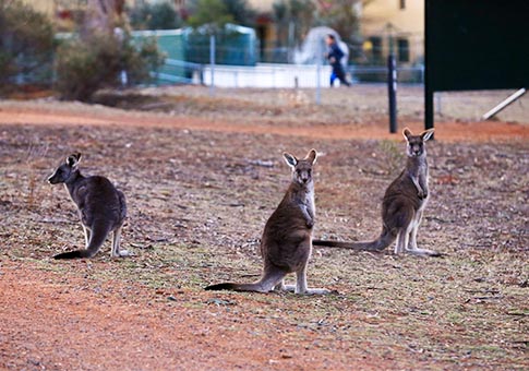 Australia: Canguros permanecen cerca de las áreas residenciales al pie del Monte Ainslie