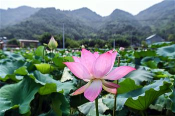 Vista de las flores de loto en la villa de Wucun
