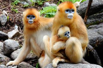 Los monos dorados de Qinling en Foping