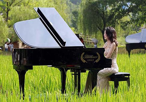 Músicos tocan el piano en campo de arroz