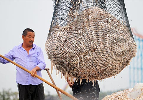 Anhui: Pescadores embarcan anchoas en área Lago Hongze de Huai'an