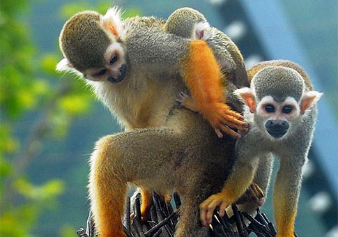 Jiangsu: Monos ardilla en Zoológico Forestal Shangfangshan en Suzhou