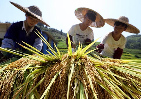 Guangxi: Agricultores cosechan arroz cultivado en sistema simbiótico de arroz y peces en villa de Pingshan
