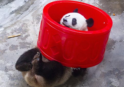 Celebran el cumpleaños de las gemelas de panda gigante "Hehe" y "Jiujiu"