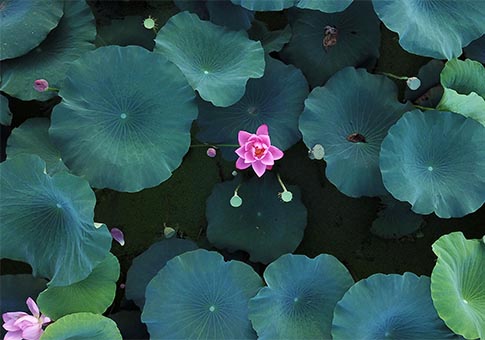 Jiangsu: Flores de loto en punto escénico del Lago Slender Oeste en Yangzhou