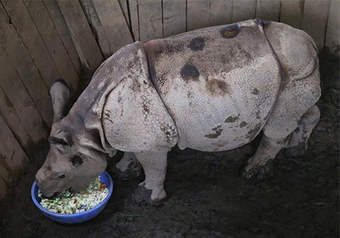 Nepal está listo para regalar otro par de bebés de rinoceronte a China