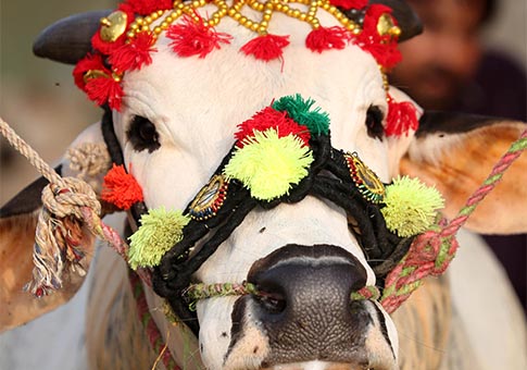Pakistán: Mercado de ganado establecido para próximo festival de Eid al-Adha