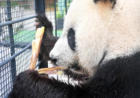 Primeros pandas gigantes en vivir en hábitat de gran altitud regresan a base Dujiangyan en Sichuan