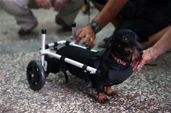 Perro con sus patas traseras unidas con una mini silla de ruedas en Atenas
