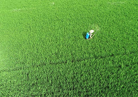 Shandong: Agricultores trabajan en campos de arroz de condado Tancheng