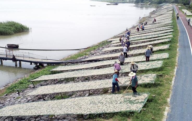 La temporada de cosecha de anchoas de lago y peces de hielo cae en Anhui