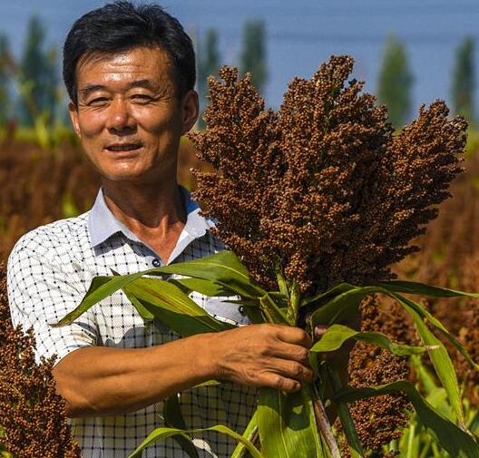Realizan cultivos de granos menores para dejar la pobreza en Zaoqiang