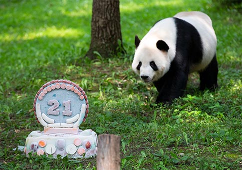 Celebran cumpleaños de panda gigante Tian Tian en Zoológico Nacional Smithsoniano