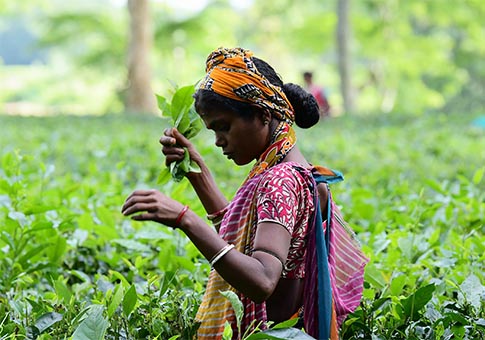 Indias recolectan hojas de té en un jardín de té en las afueras de Agartala