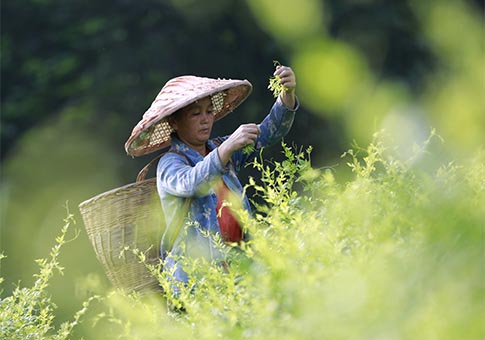 Hunan: Agricultoras recolectan hojas de té en una base en Zhangjiajie
