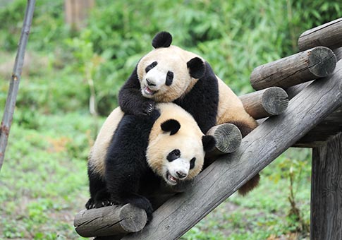 Crecen sanos cachorros de panda gigante nacidos en Centro de Investigación de Shaanxi en 2017