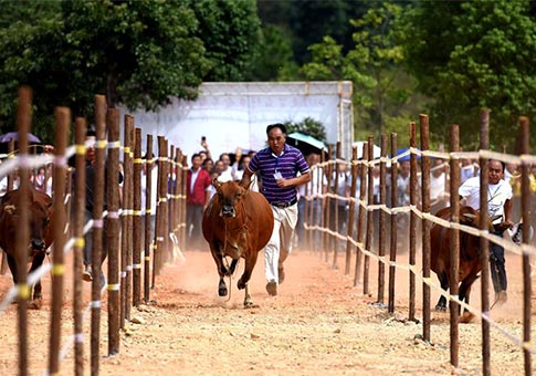 "Festival de ganado" en Baiwei, Jiangxi