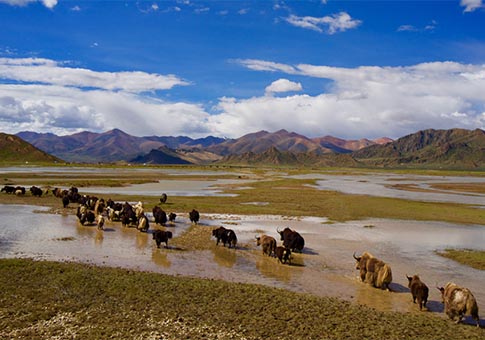 Gobierno local toma medidas de protección contra la desertificación en el nacimiento del río madre de la región tibetana