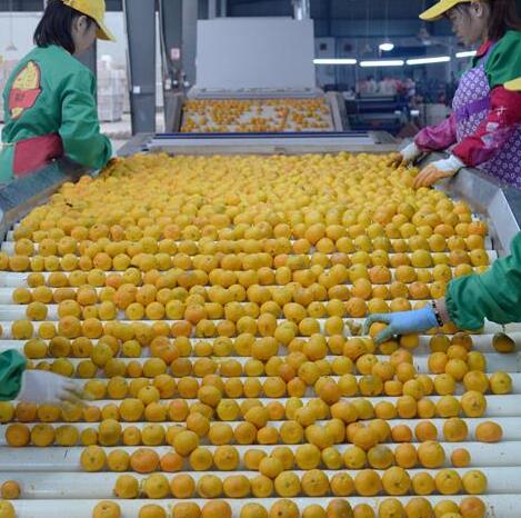 Naranjas en Nanfeng entraron en temporada de cosecha