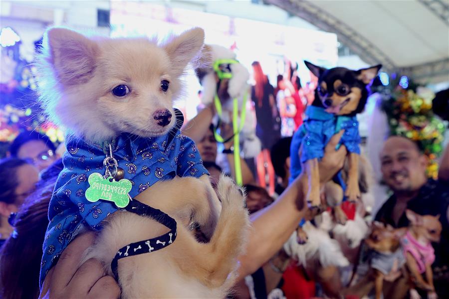 Celebran desfile de mascotas en Quezon, Filipinas