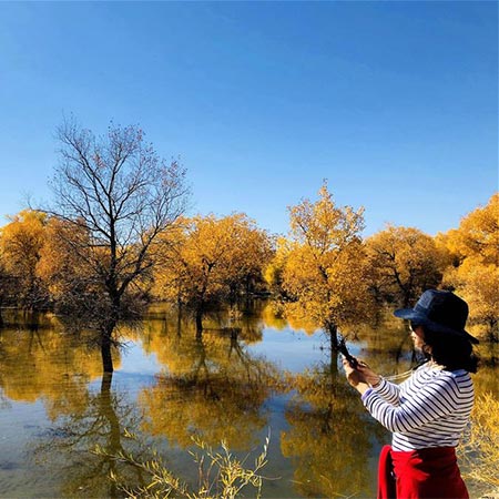 Gansu: Vista del paisaje de árboles populus euphratica