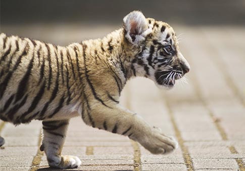 Fotos de cachorro de tigre de Bengala en Zoológico de Bandung, Indonesia