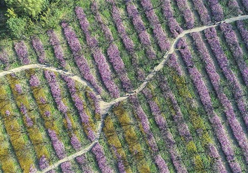 Jiangsu: Vista aérea de turistas visitando un jardín de flores cosmos