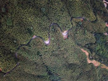 Vista aérea del paisaje del parque nacional forestal Zhuhai