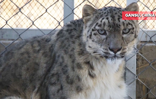 Preparan a leopardo de las nieves para reinsertarlo a su hábitat en China
