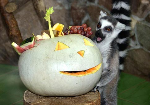Zoológico Limpopo lleva a cabo una celebración de Halloween para los animales